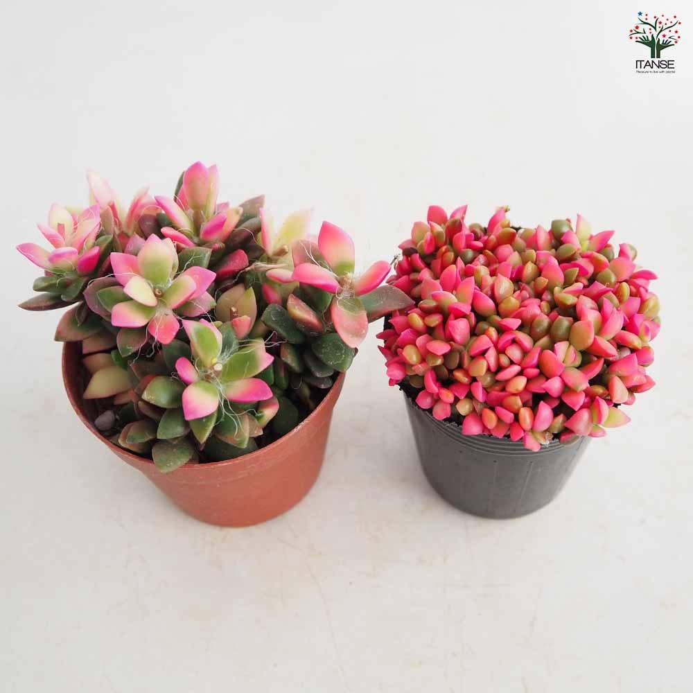 桜吹雪(^^)多肉植物　正規品♡桜吹雪入荷しました！！ 多肉植物 桜吹雪【多肉植物 2.5～3号】｜ 【植物のITANSE】全品
