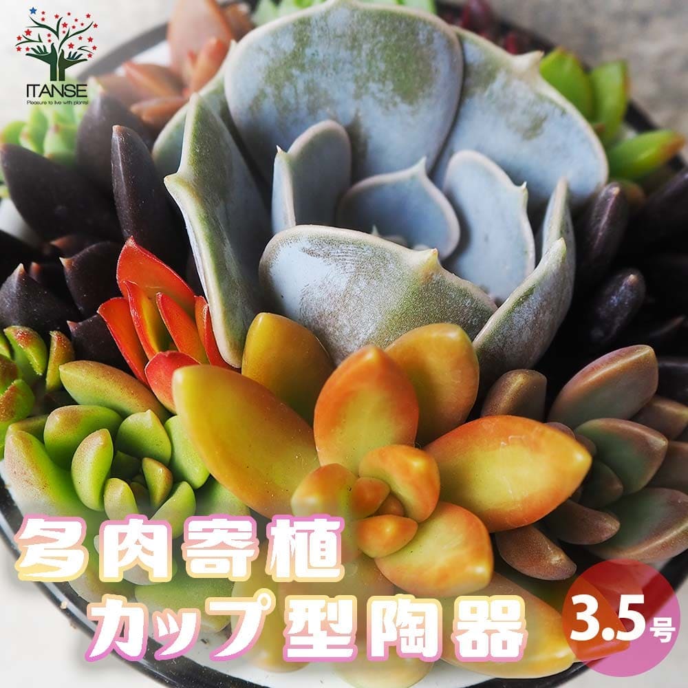 794☆陶器リメイク鉢☆多肉☆エッグスタンド☆多肉☆葉挿し☆