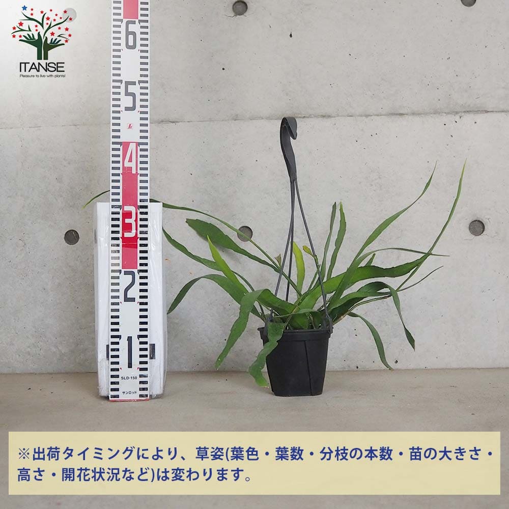 エピフィラム プミラム姫月下美人(ヒメゲッカビジン)【多肉植物 4号吊