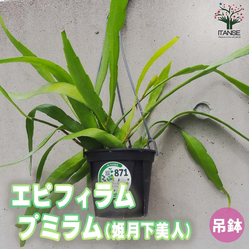 初心者必見！月下美人の鉢植えから花を咲かせるまでの簡単ガイド