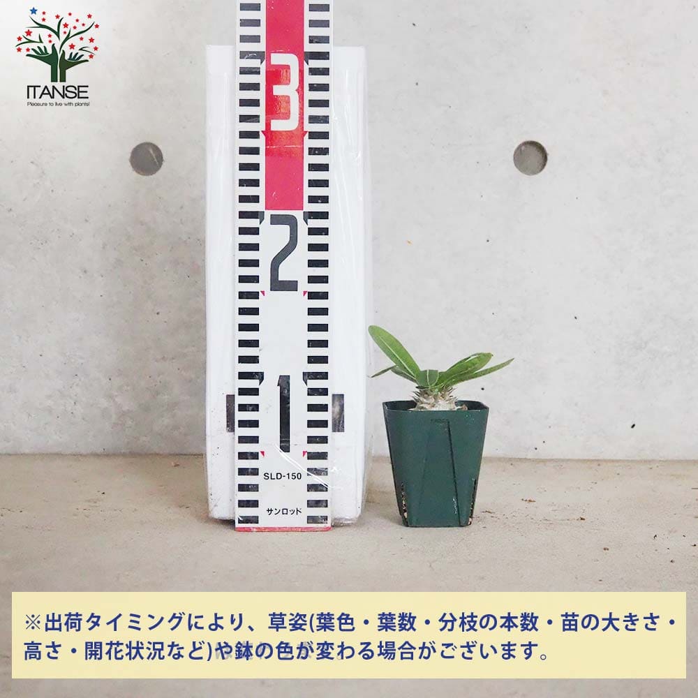 追加商品画像