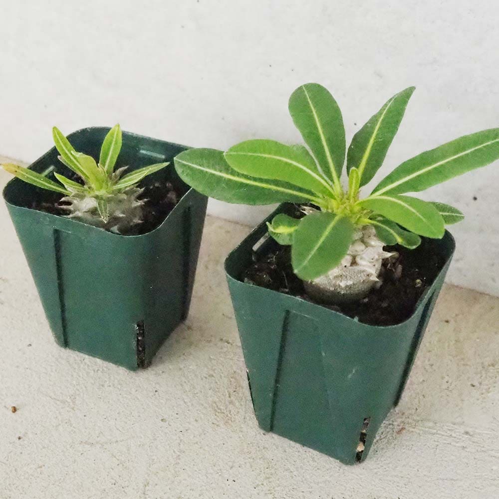 パキポディウム エビス大黒 Lサイズ【多肉植物 2.5号～3号