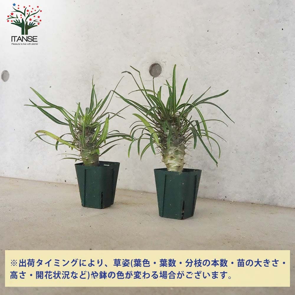 パキポディウム グアイ Mサイズ【多肉植物 2.5号～3号グリーンスリット