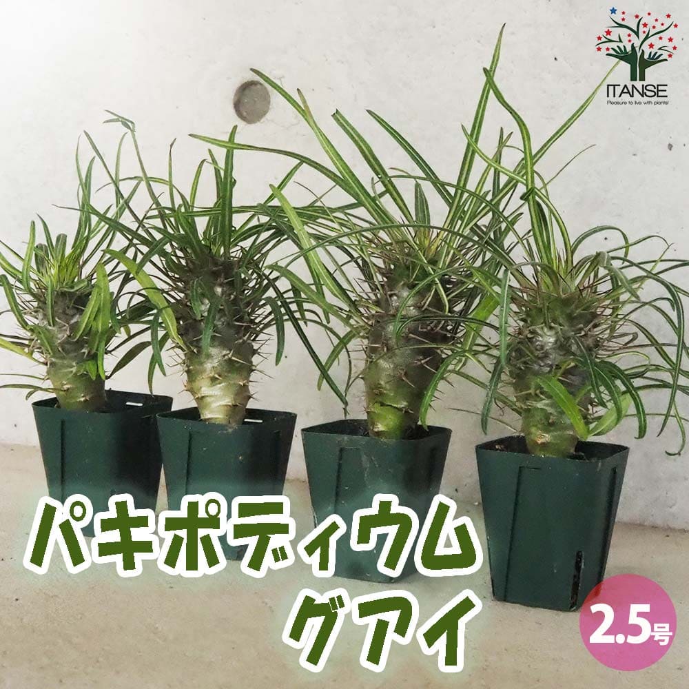 パキポディウム グアイ Mサイズ【多肉植物 2.5号～3号グリーンスリット鉢】