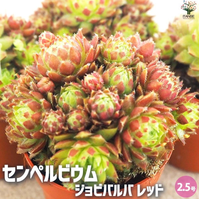 センペルビウム｜【植物のITANSE】全品送料無料・即出荷!