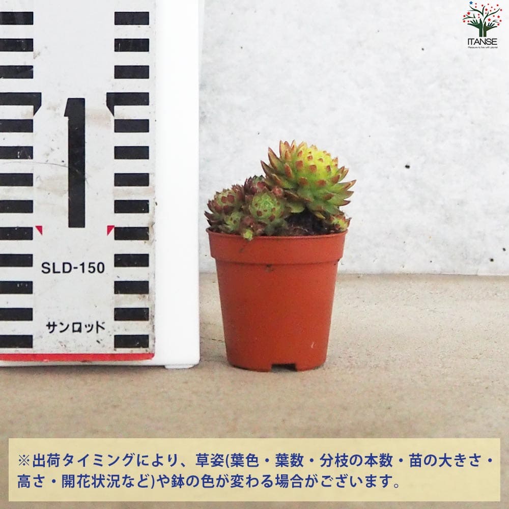 センペルビウム ジョビバルバ レッド【多肉植物 2.5号鉢】｜ 【植物の