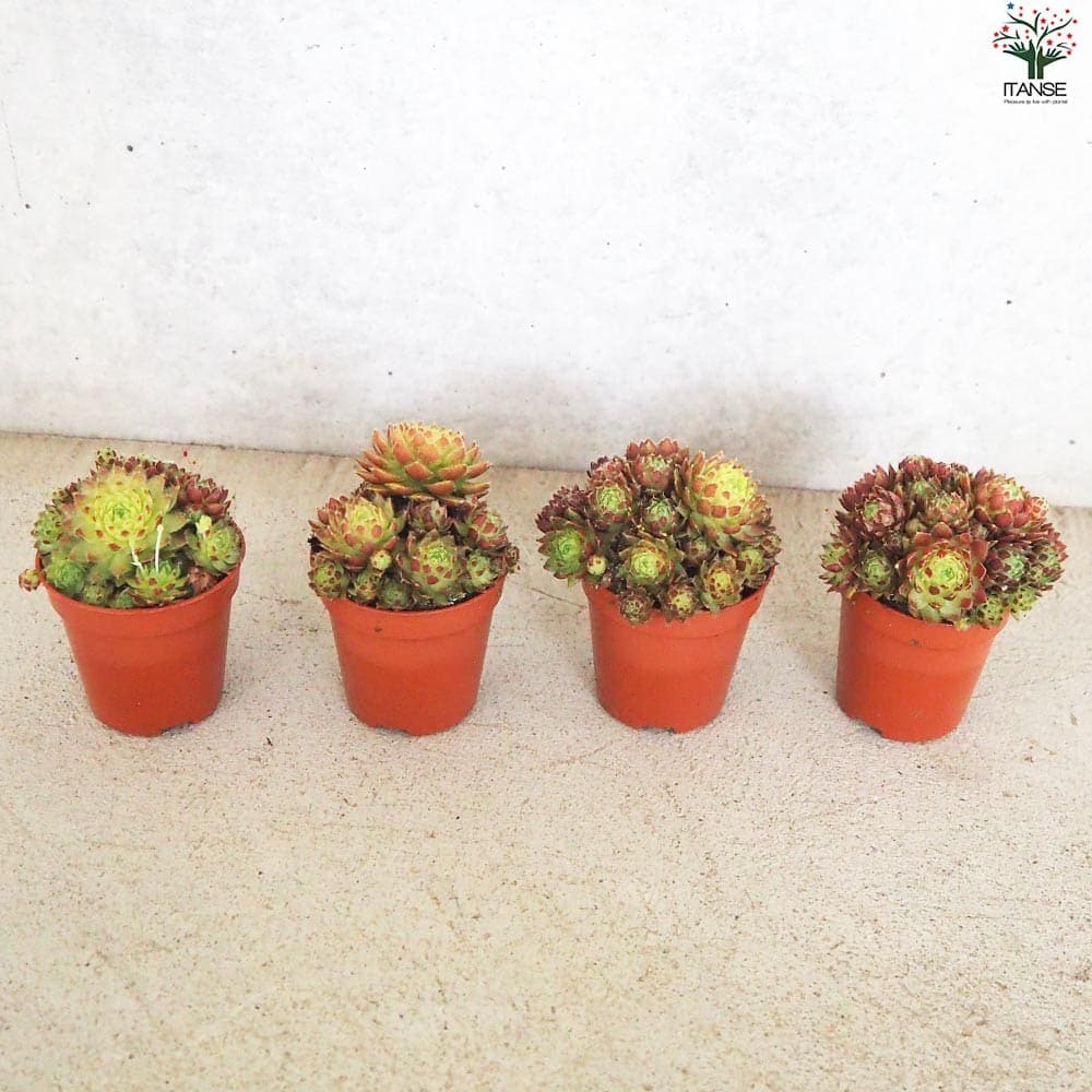 赤系センペルビウム10種類セット 多肉植物