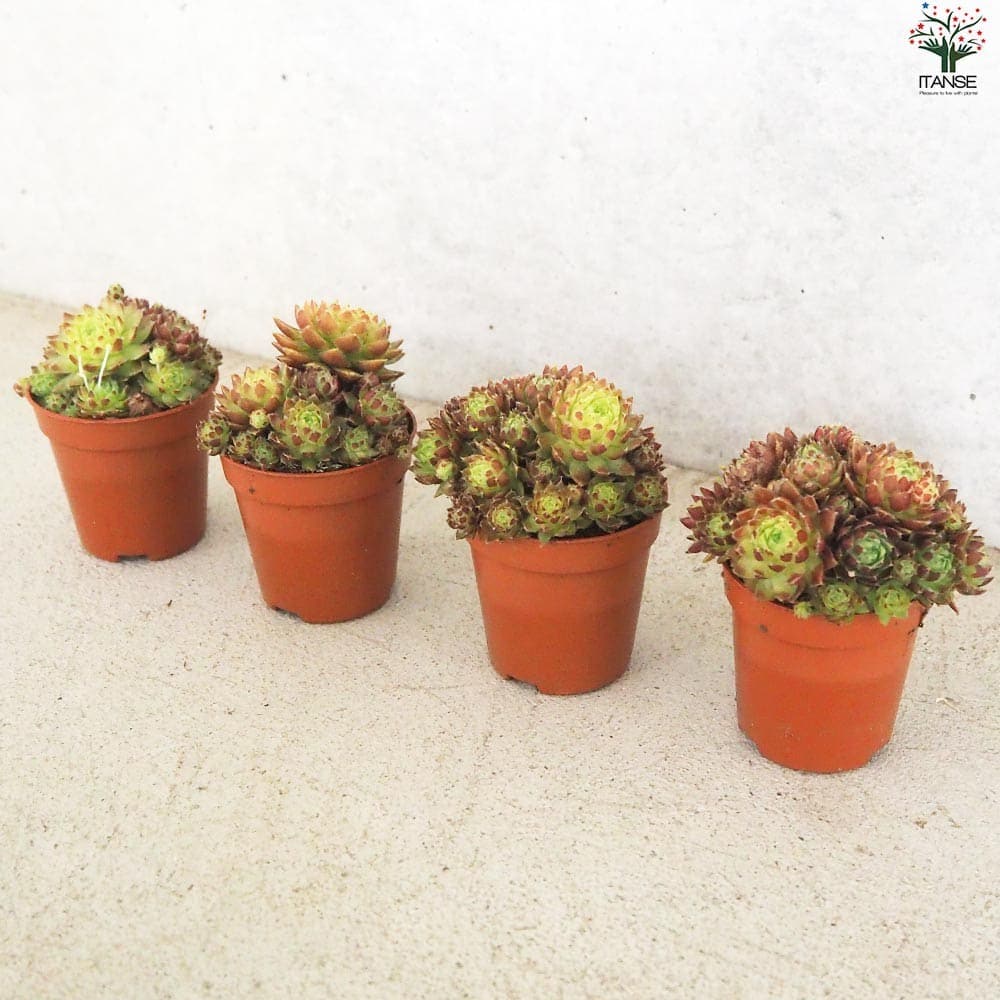 センペルビウム ジョビバルバ レッド【多肉植物 2.5号鉢】｜ 【植物の