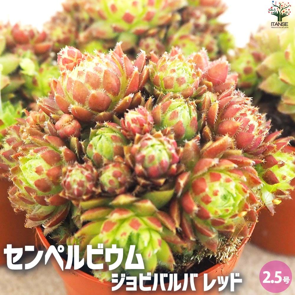 センペルビウム ジョビバルバ レッド【多肉植物 2.5号鉢】