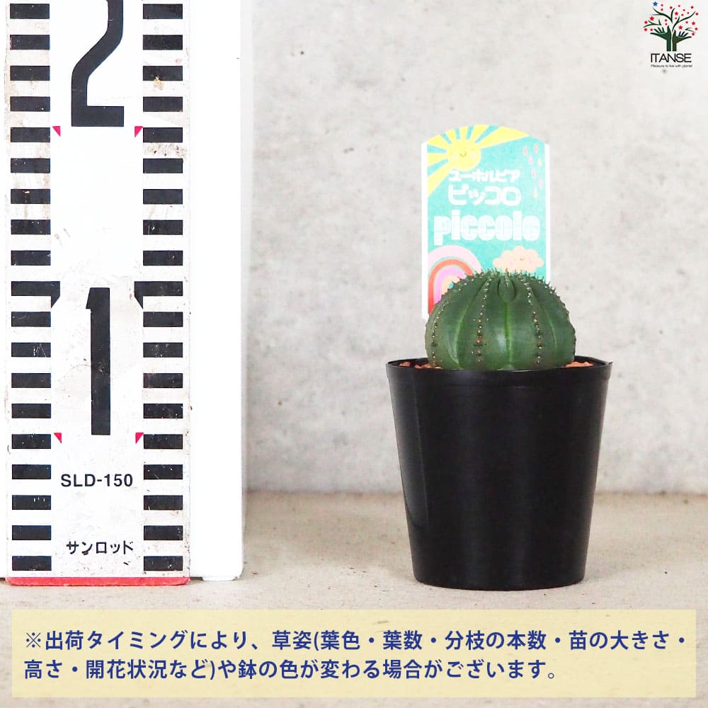【高騰品種】4 ユーフォルビア オベサ ピッコロオールド 錦 極上斑 楽天市場】【ユーフォルビア・ピッコロ】 オベサ梵天 コーデック