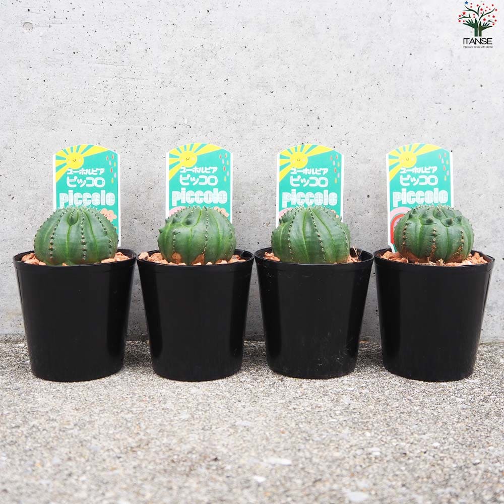 ユーフォルビア ピッコロ オベサ梵天【多肉植物 3号鉢