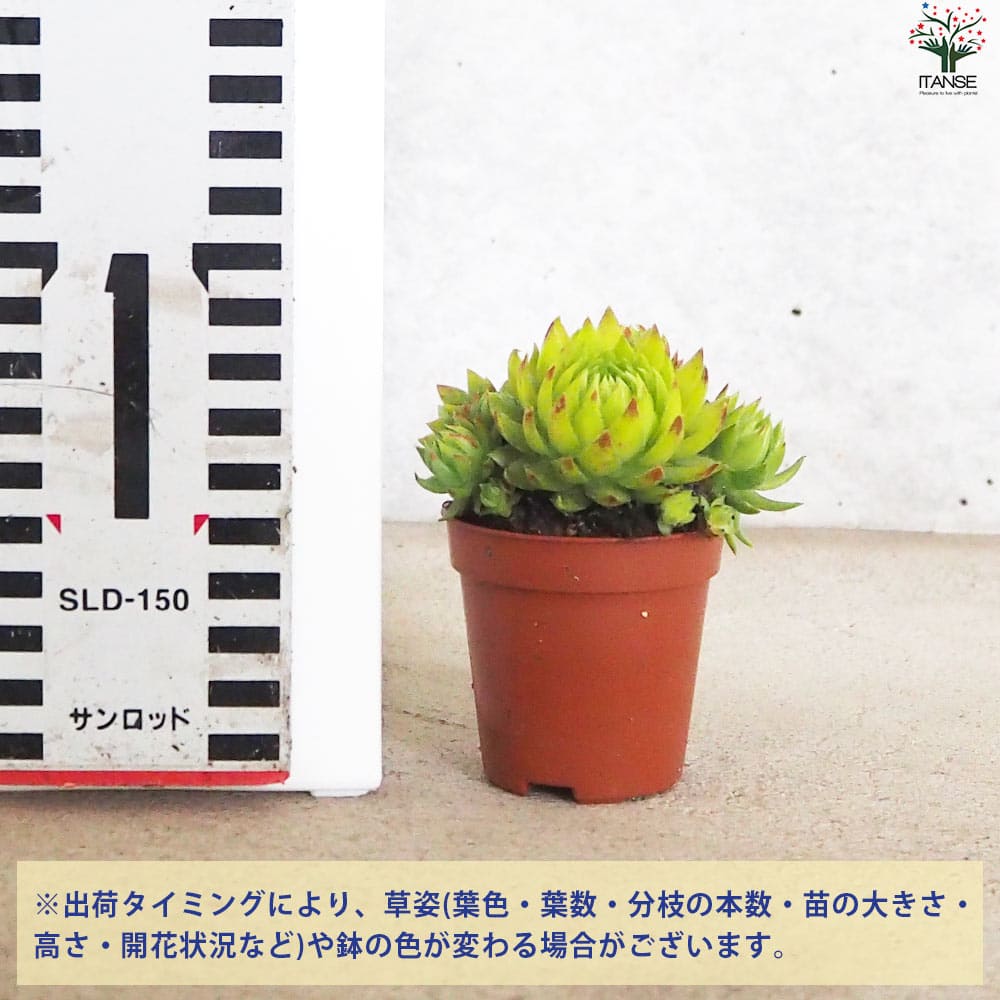 センペルビウム ジョビバルバ グリーン【多肉植物 2.5号鉢】｜ 【植物