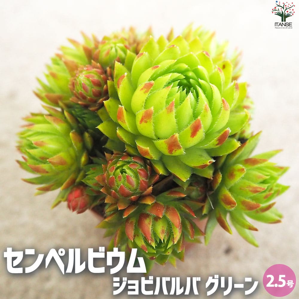 センペルビウム ジョビバルバ グリーン【多肉植物 2.5号鉢】｜ 【植物