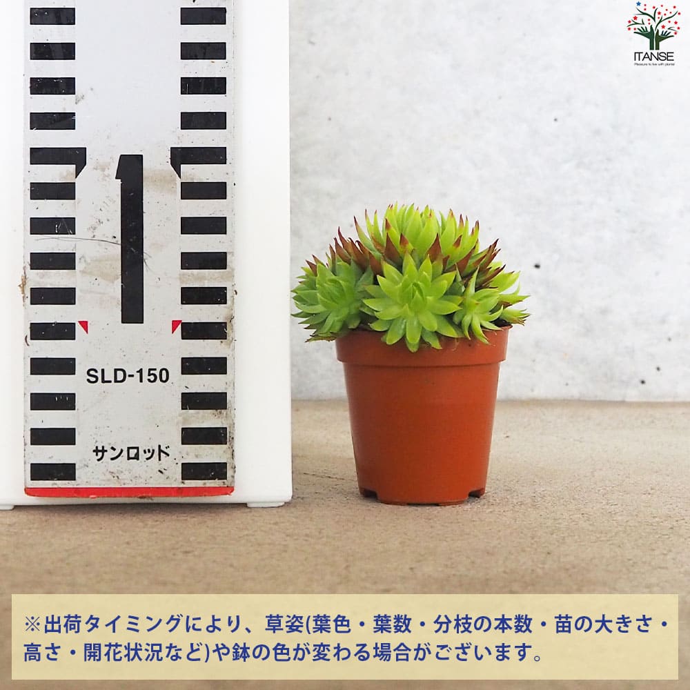 センペルビウム ジョビバルバ ライムグリーン【多肉植物 2.5号鉢