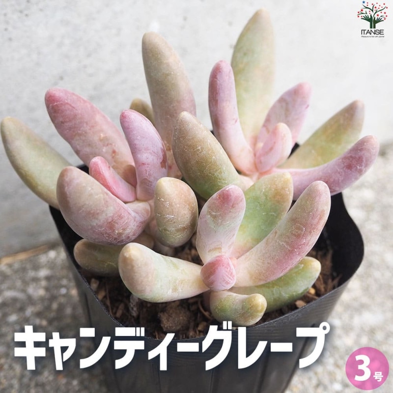 多肉植物アエオニウム錦❤️天合錦❤️ 61B9iN4nFwL._UF1000,1000_QL80_.jpg