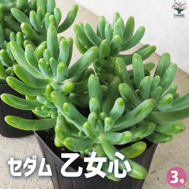 セダム｜【植物のITANSE】全品送料無料・即出荷!