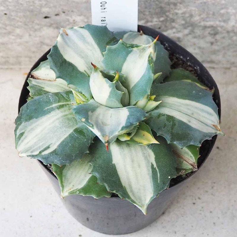 アガベ 白鯨 【多肉植物 6号鉢／1個売り】｜ 【植物のITANSE