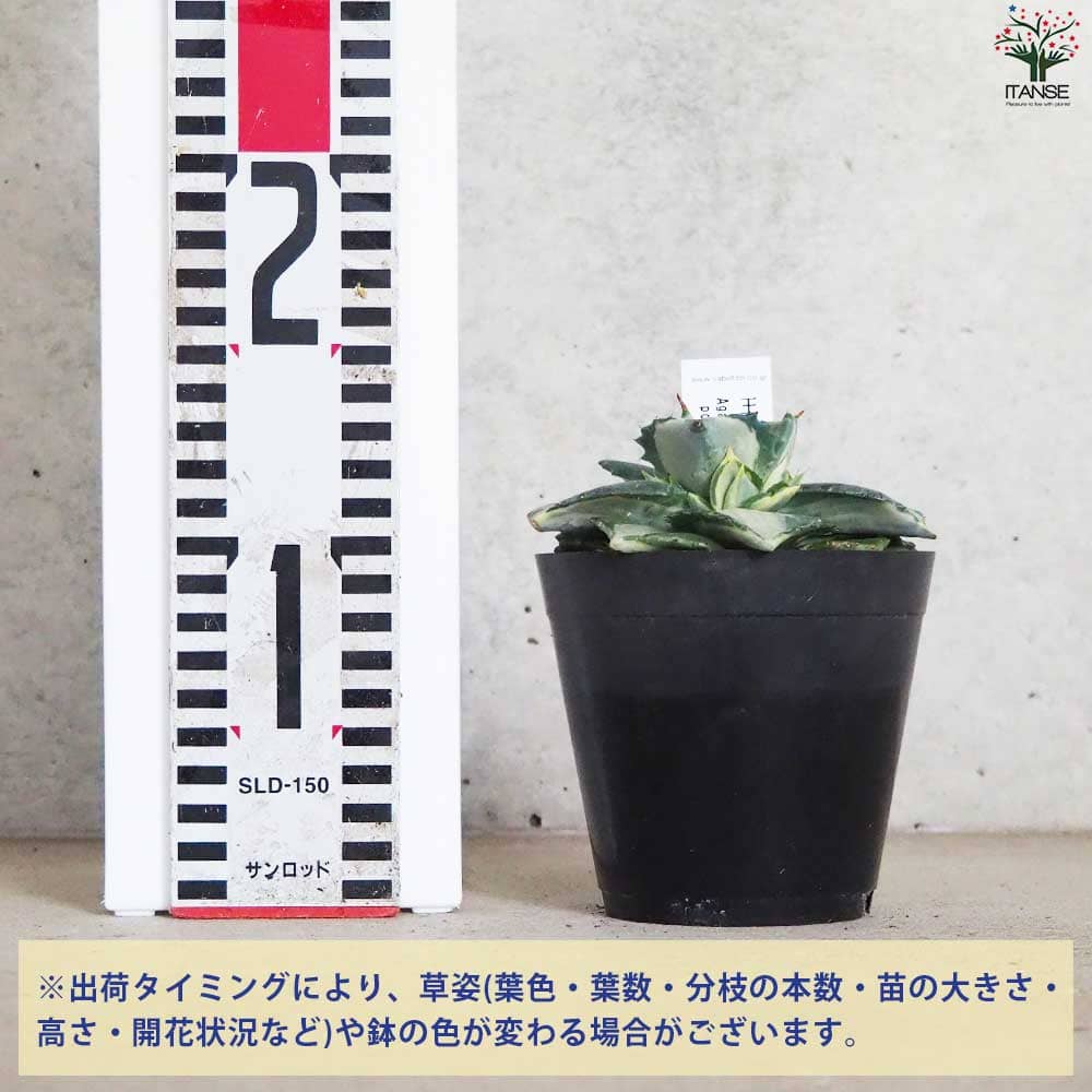 追加商品画像