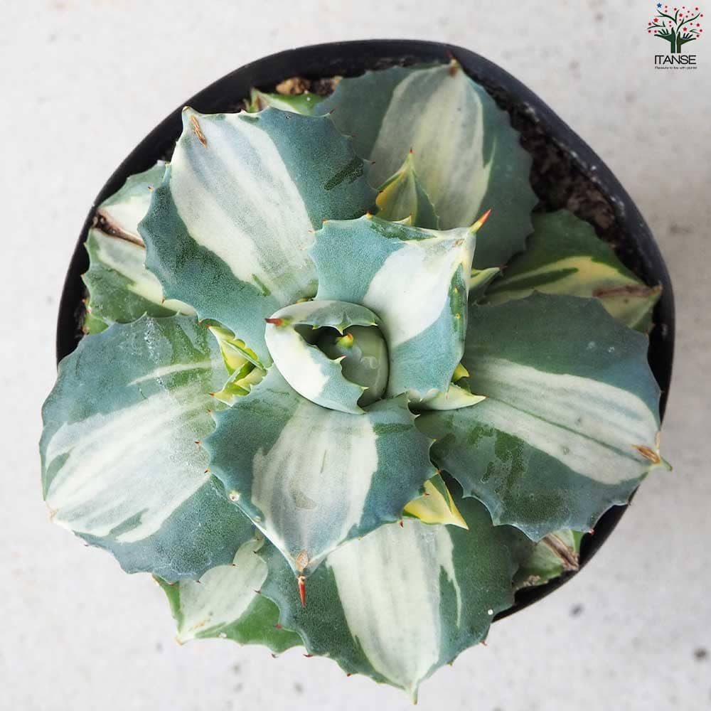 アガベ 王妃雷神 モモラテ 大株 AGAVE 王妃雷神錦 【選抜