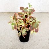 セダム ワイルドファイヤー【多肉植物 2.5号ポット】|多肉植物