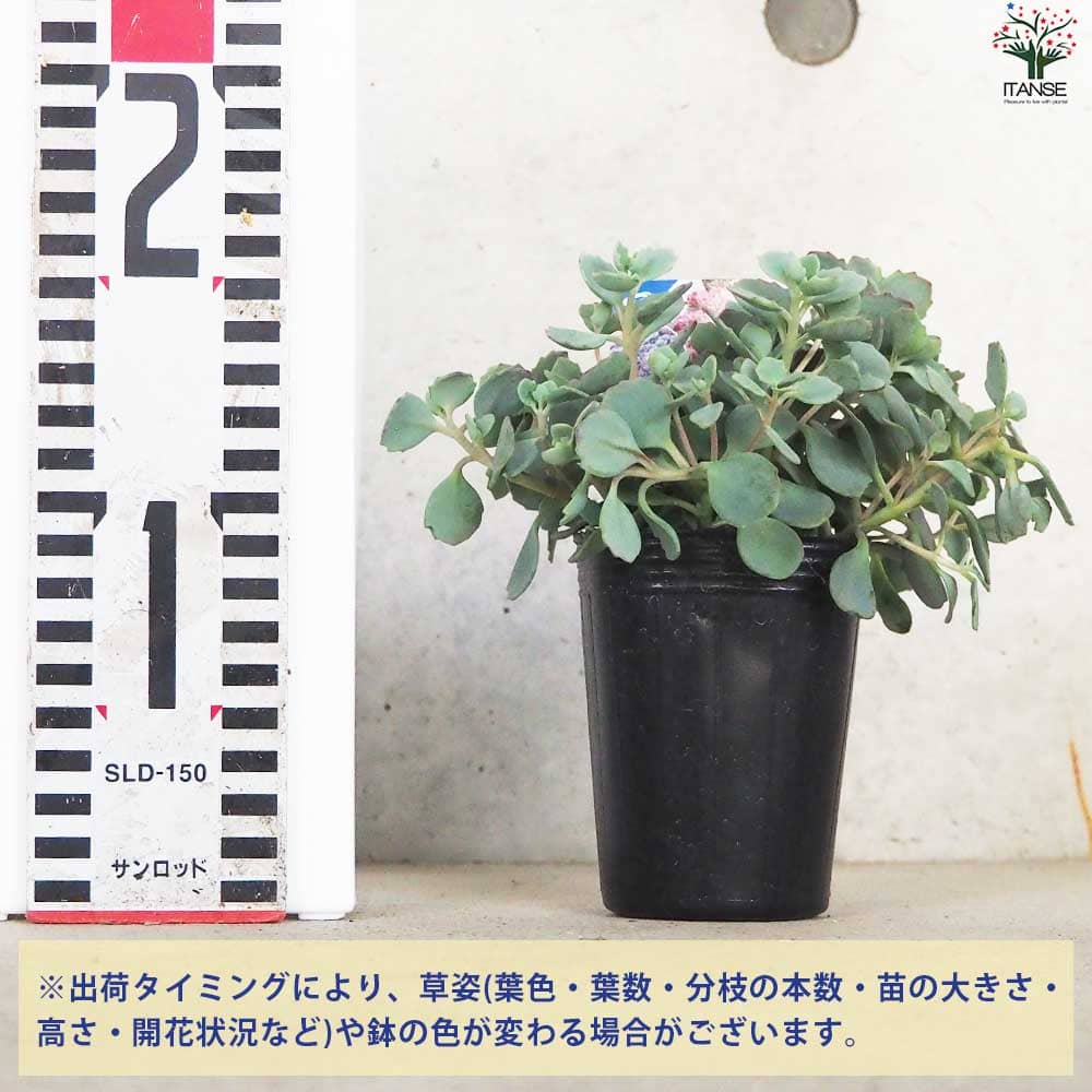 セダム　ブルーエルフ　4cmカット　一個 セダム：ブルーエルフ2.5-3号ポット の通販 | 園芸ネット