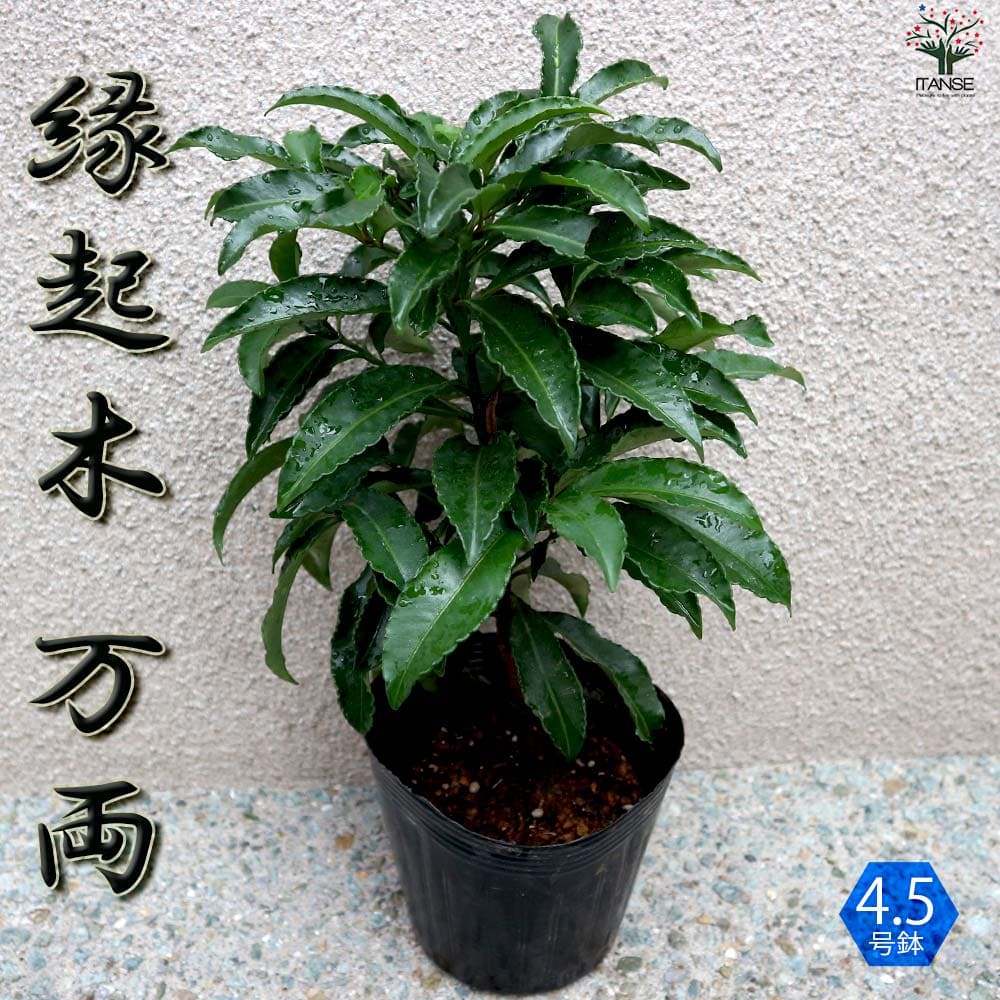 庭木 万両(マンリョウ)【庭木 4.5号ポット】