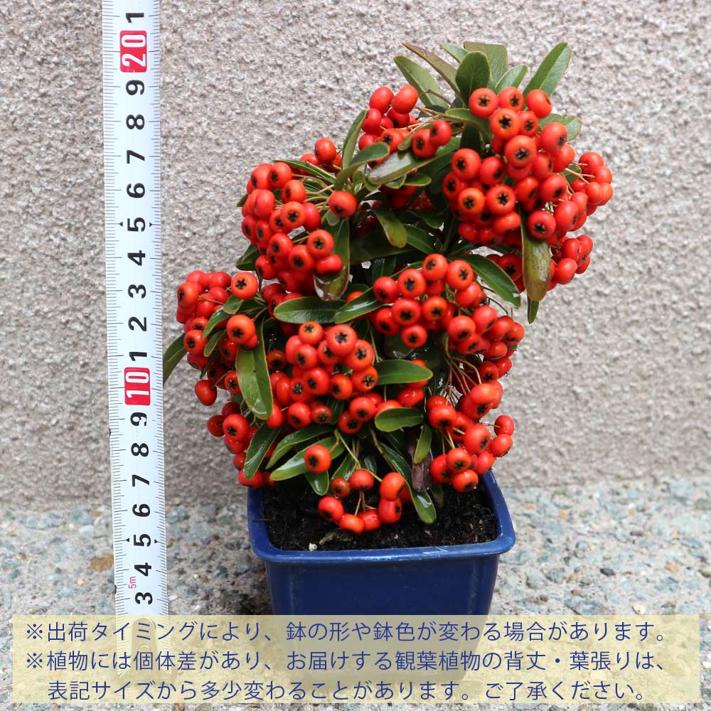 庭木 ピラカンサ 実付き【庭木 2.5号角鉢】｜ 【植物のITANSE