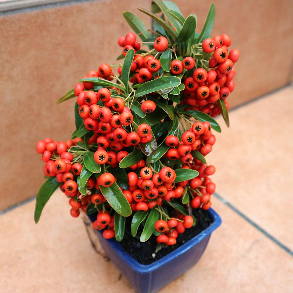 ピラカンサ　実いっぱいなってます 庭木 ピラカンサ 実付き【庭木 2.5号角鉢】｜ 【植物のITANSE