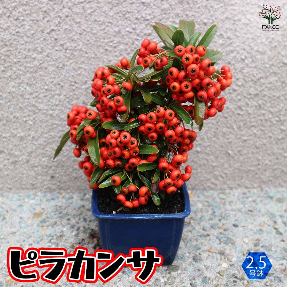 庭木 ピラカンサ 実付き【庭木 2.5号角鉢】｜ 【植物のITANSE