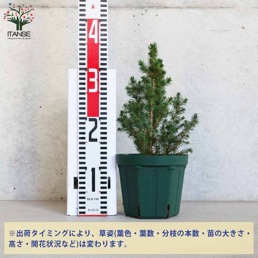 コニファー ピセア グラウカ サンオンザスカイ（トウヒ）【庭木 5号鉢