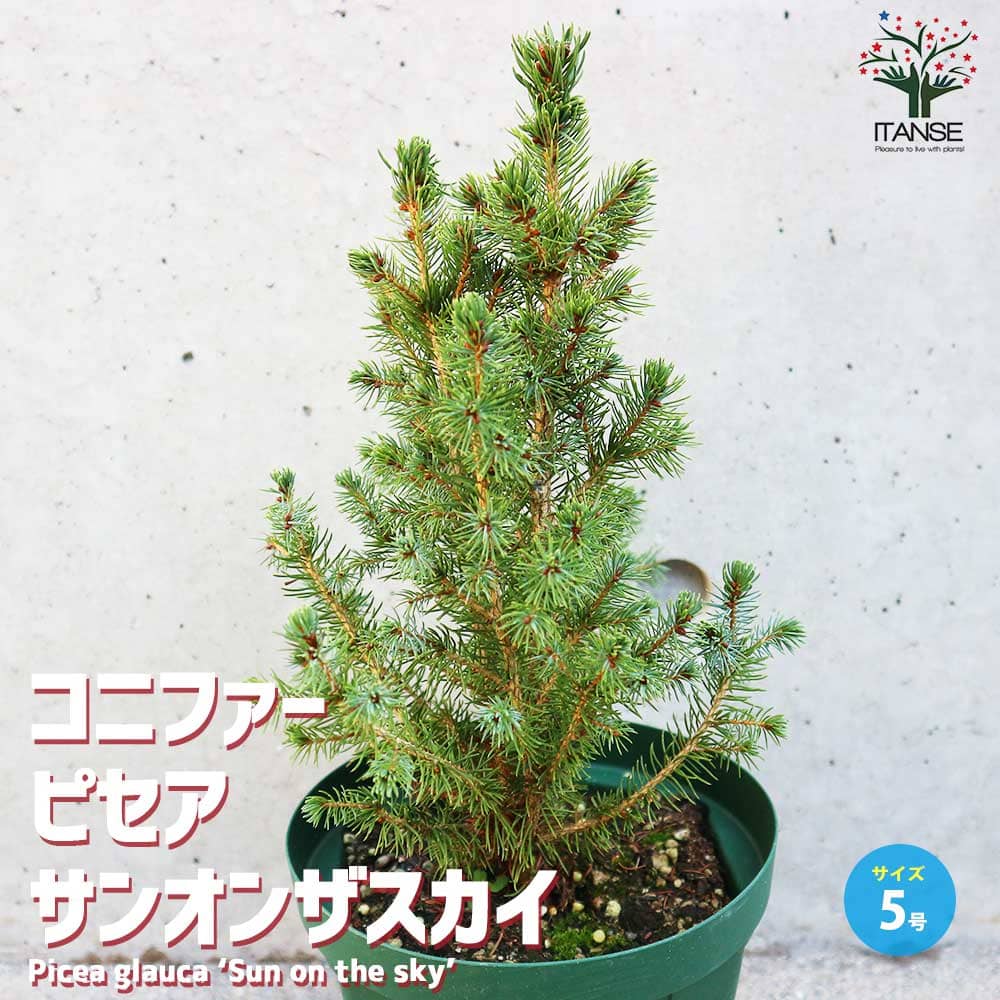 コニファー ピセア グラウカ サンオンザスカイ（トウヒ）【庭木