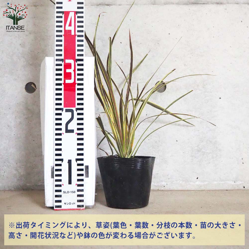 コルディリネ(コルジリネ) バンクシー・エレクトリックフラッシュ