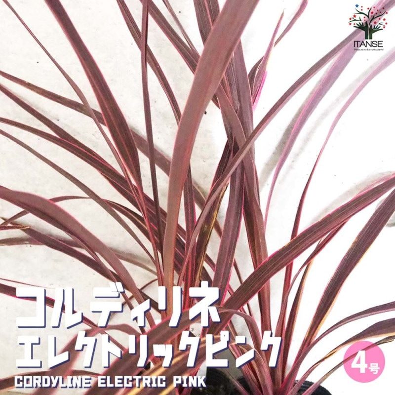 コルジリネ・コルディリネ｜【植物のITANSE】全品送料無料・即出荷!
