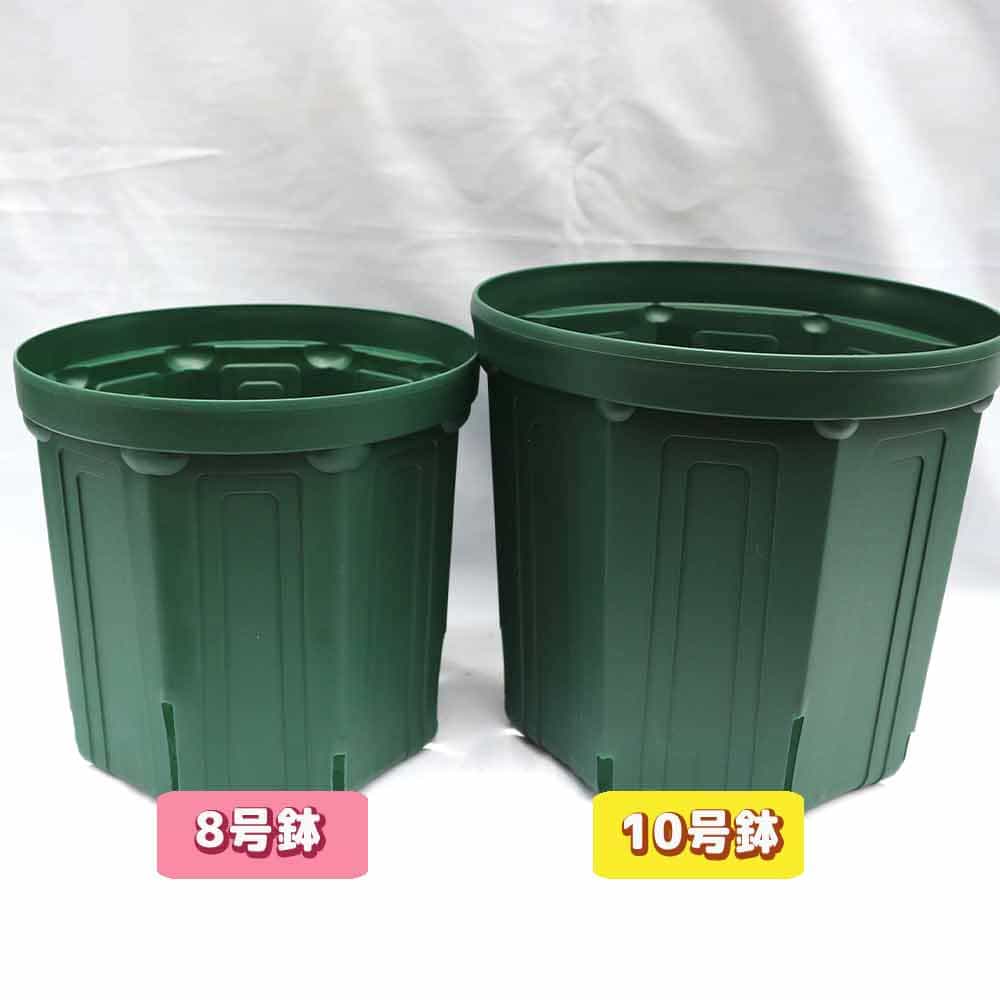 【確認用】TFH 675,Gold Rush 8号スリット鉢　挿し木苗 確認用】TFH 675,Gold Rush 8号スリット鉢 挿し木苗 確認用】TFH 675