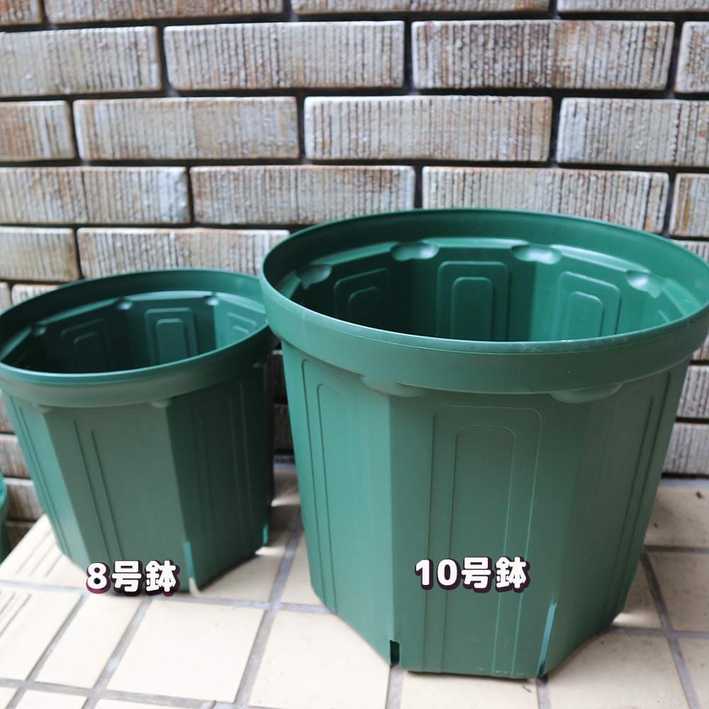 スリット鉢【8号鉢 資材】｜ 【植物のITANSE】全品送料無料・即出荷!