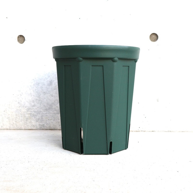 リューカデンドロン ケープ＆スパイス 【花苗 5号鉢／1個売り