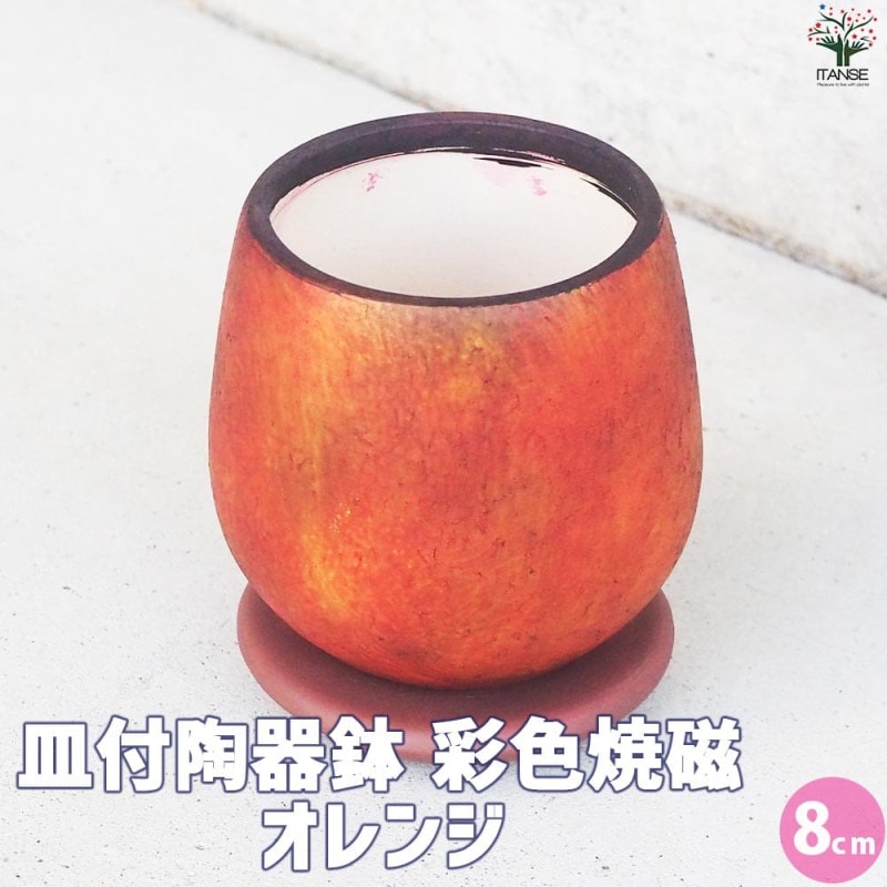 三河松 鉢色：白 【盆栽 4号／1個売り】｜ 【植物のITANSE】全品