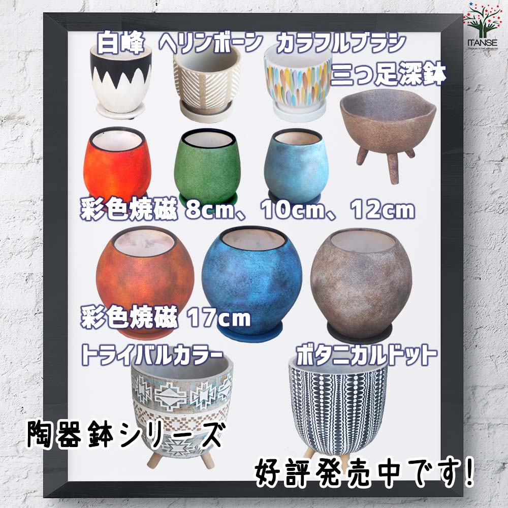 陶器鉢５点まとめ売り 皿付陶器鉢 彩色焼磁 レッド【資材 8cm】｜ 【植物のITANSE