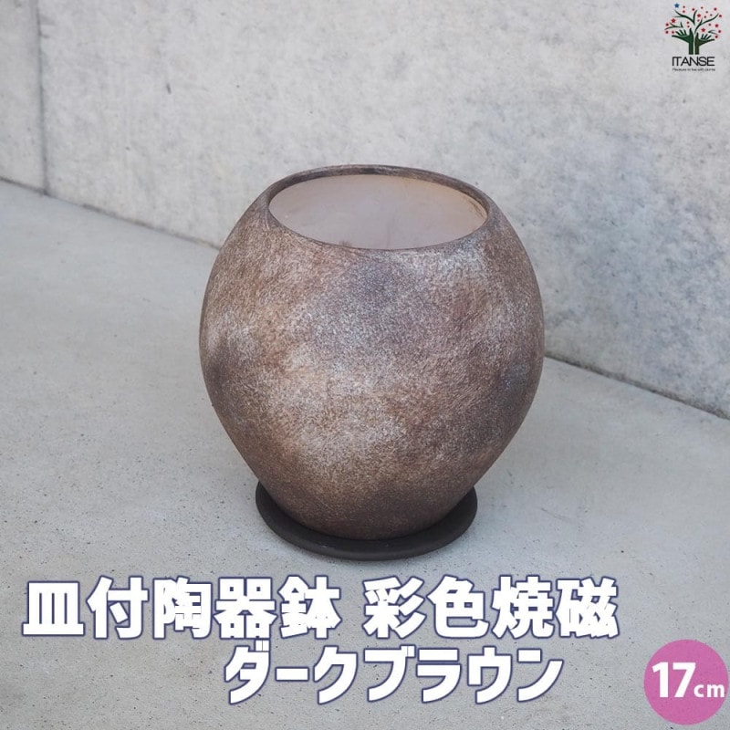 皿付陶器鉢 彩色焼磁 ダークブラウン【資材 17cm】｜ 【植物の