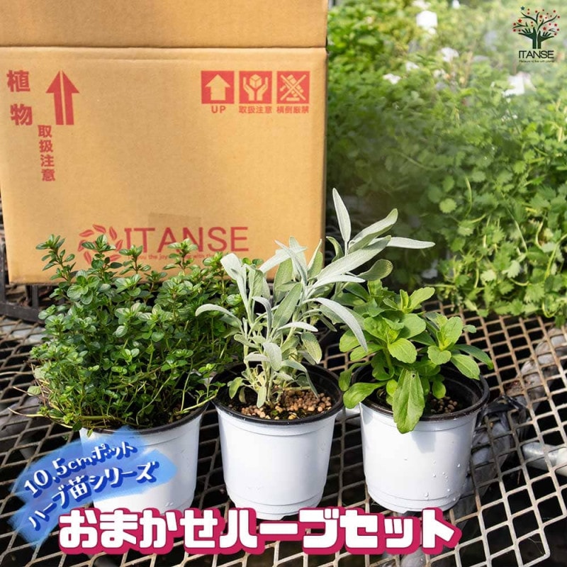 おまかせセット｜【植物のITANSE】全品送料無料・即出荷!
