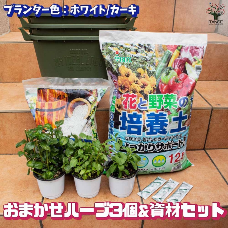 おまかせセット｜【植物のITANSE】全品送料無料・即出荷!