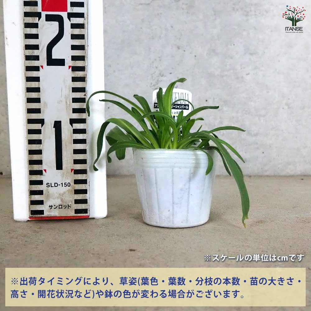 アグロステンマ オーシャンパール 【花苗 3号】｜ 【植物の