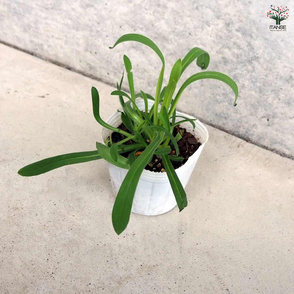 アグロステンマ オーシャンパール 【花苗 3号】｜ 【植物の