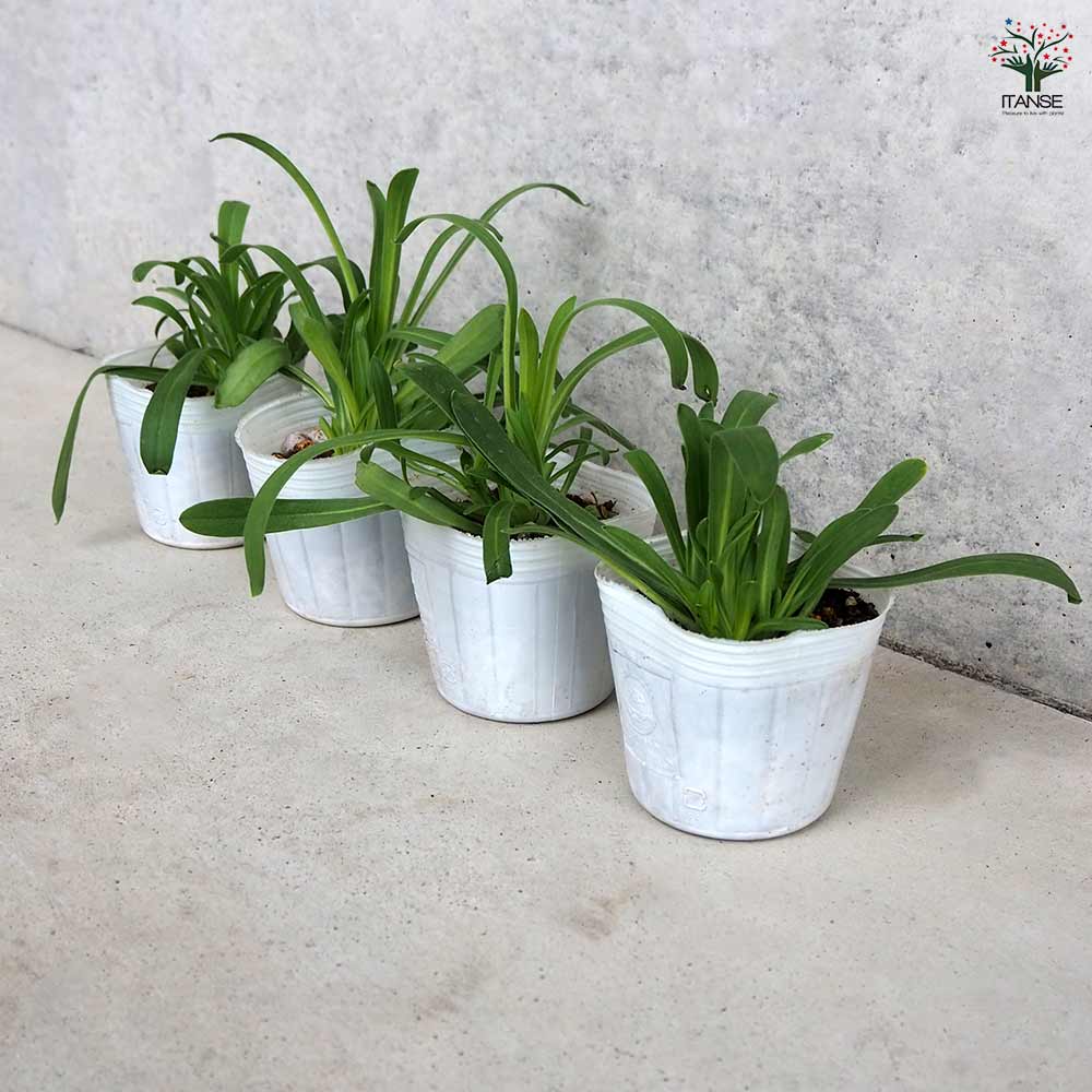 アグロステンマ オーシャンパール 【花苗 3号】｜ 【植物の