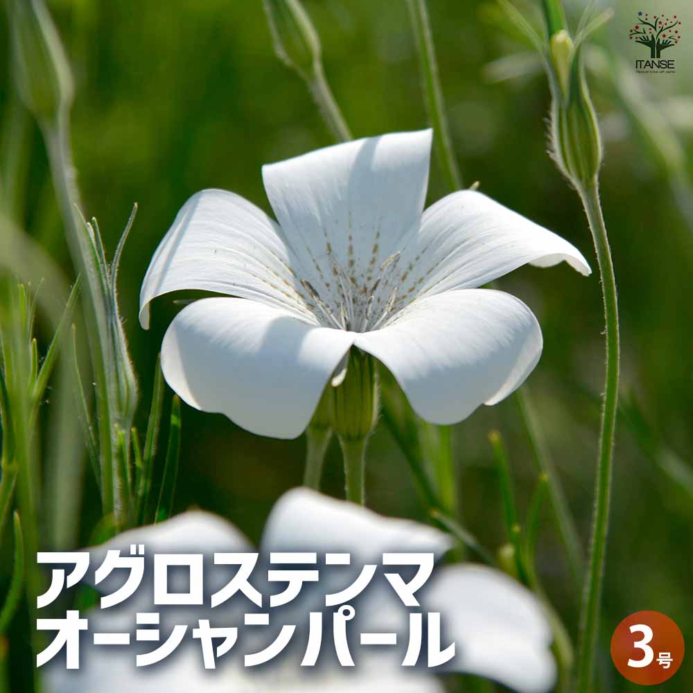 アグロステンマ オーシャンパール 【花苗 3号】｜ 【植物の