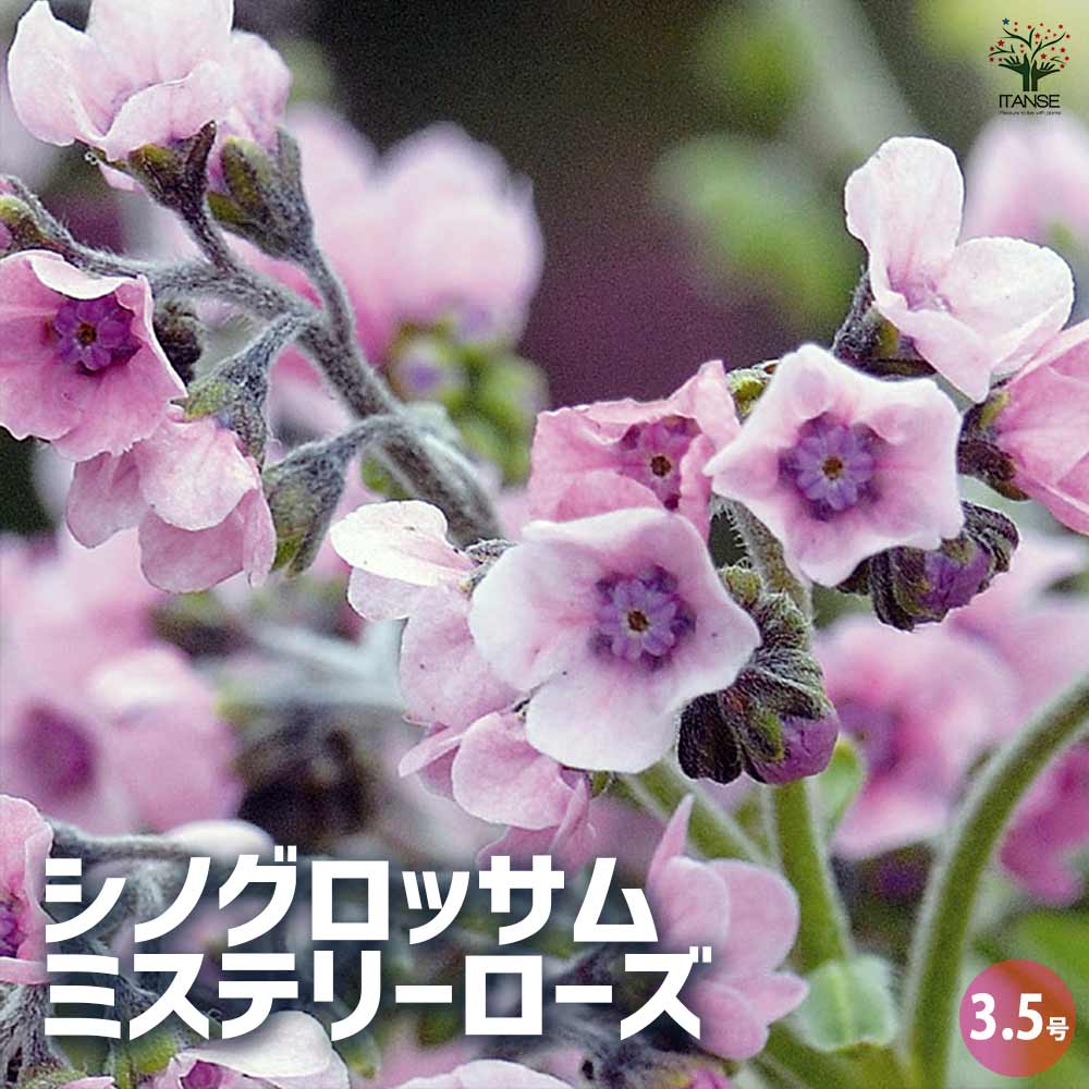 【魔女の棲む森～plant specimen～】ドライフラワー 植物標本 カード 魔女の棲む森～plant specimen～】ドライフラワー 植物標本 カード