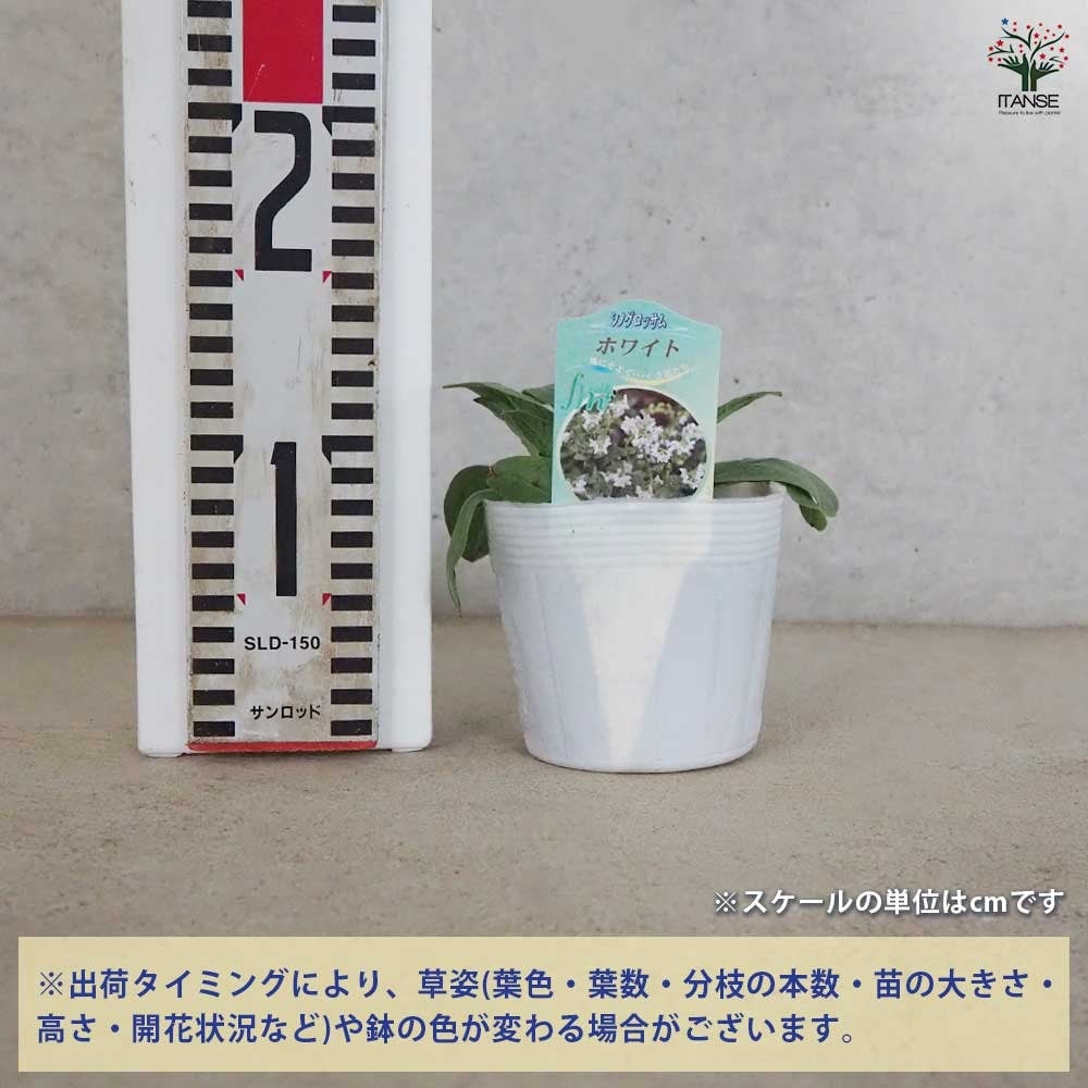 シノグロッサム ホワイト 【花苗 3.5号ポット】｜ 【植物の