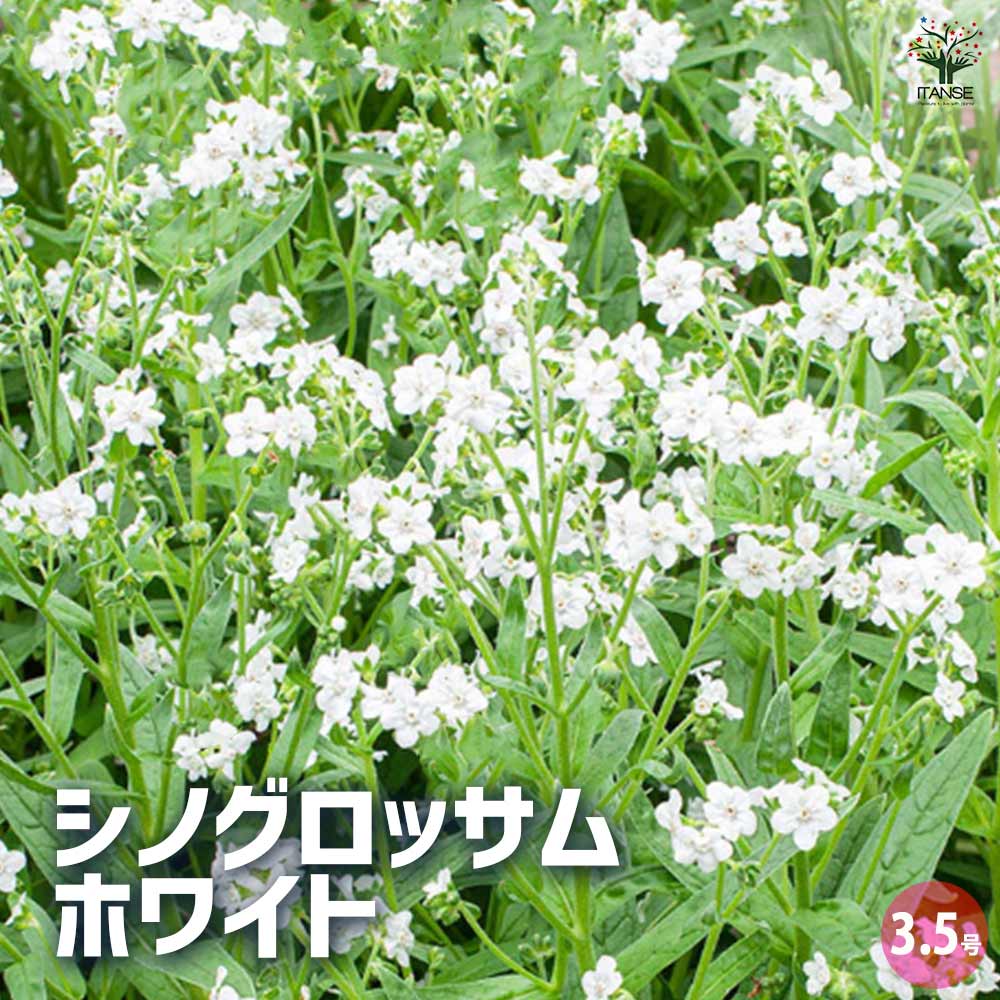 シノグロッサム ホワイト 【花苗 3.5号ポット】｜ 【植物の