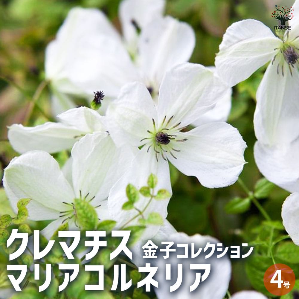 クレマチス 金子コレクション マリアコルネリア 【花苗 4号鉢／1個売り】