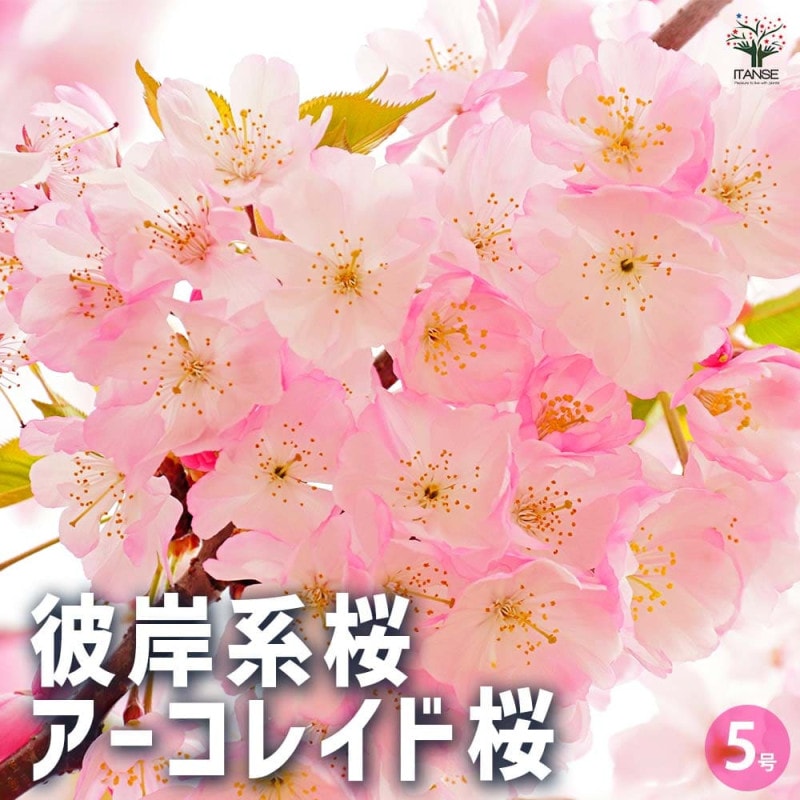 セダム・斑入りパリダム2個～【多肉植物 3号ポット苗 グランドカバー